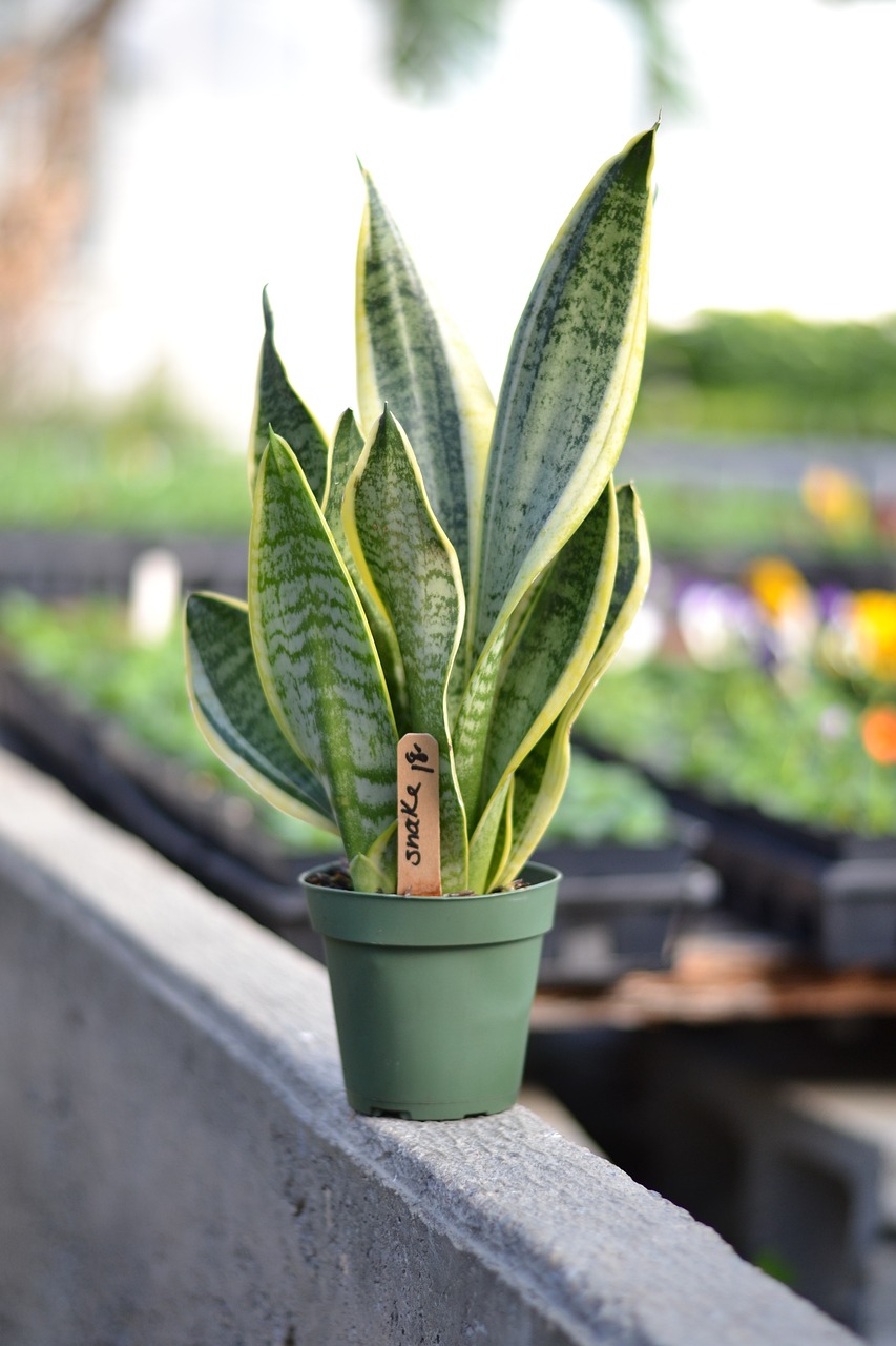 Tiger Tongue Plant Care