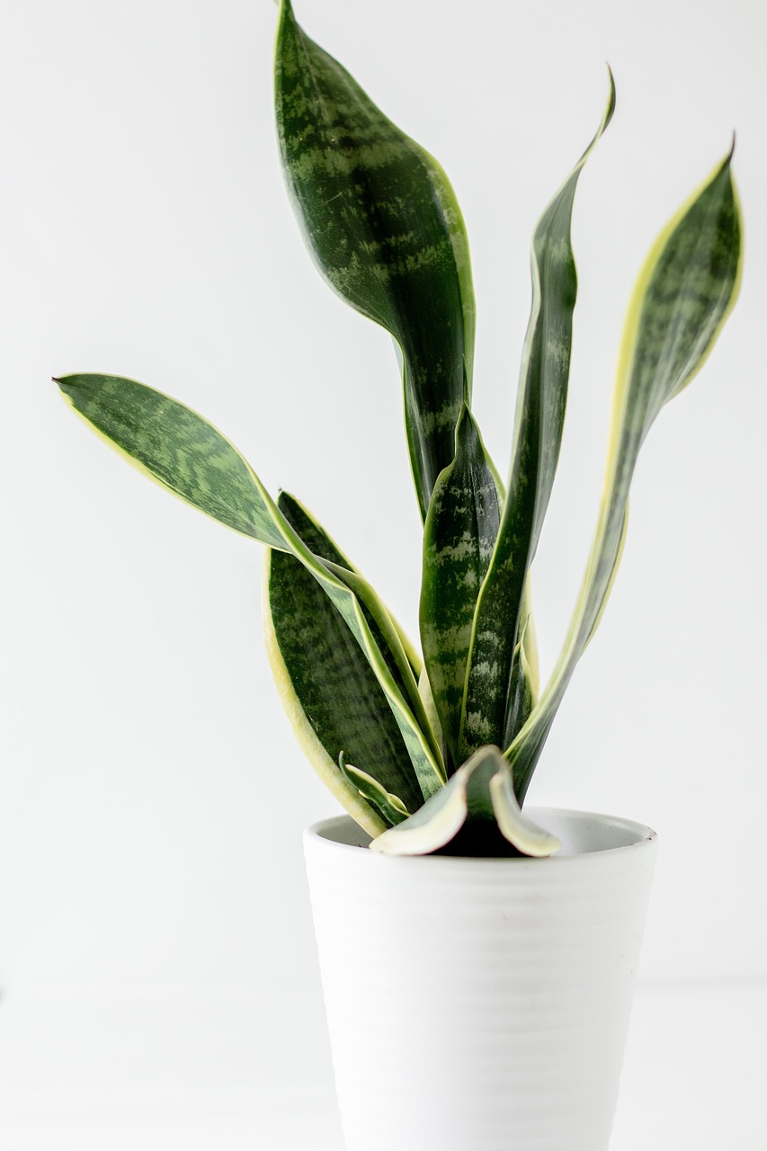 Tiger Tongue Plant Care